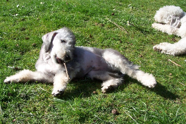 Arc-en-ciel Arlequin 06.04 (25).JPG